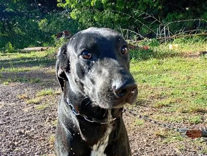 Cachorro raça SRD-ViraLata idade  nome THOR