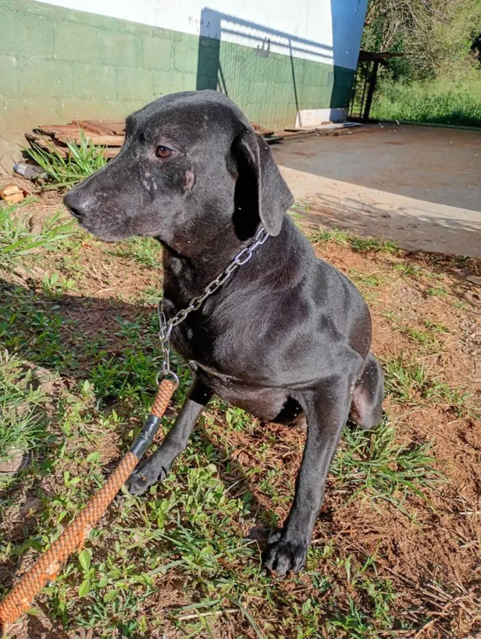 Cachorro raça SRD-ViraLata idade  nome FRED