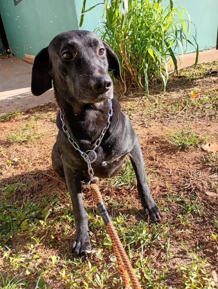 Cachorro raça SRD-ViraLata idade  nome FRED