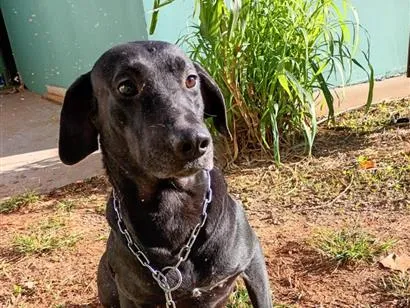 Cachorro raça SRD-ViraLata idade  nome FRED
