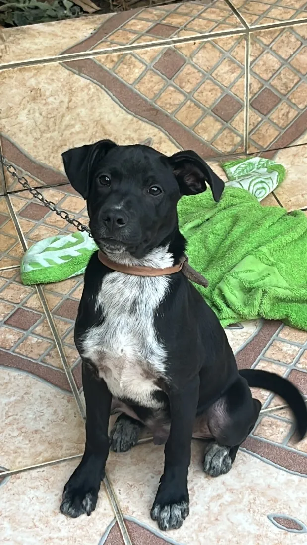 Cachorro raça SRD-ViraLata idade 2 a 6 meses nome Billy