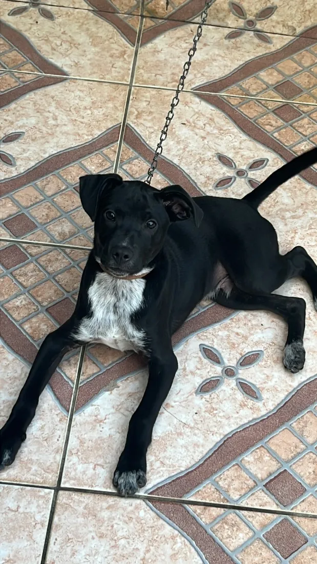 Cachorro raça SRD-ViraLata idade 2 a 6 meses nome Billy