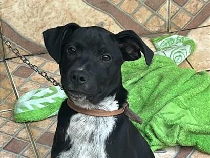 Cachorro raça SRD-ViraLata idade 2 a 6 meses nome Billy