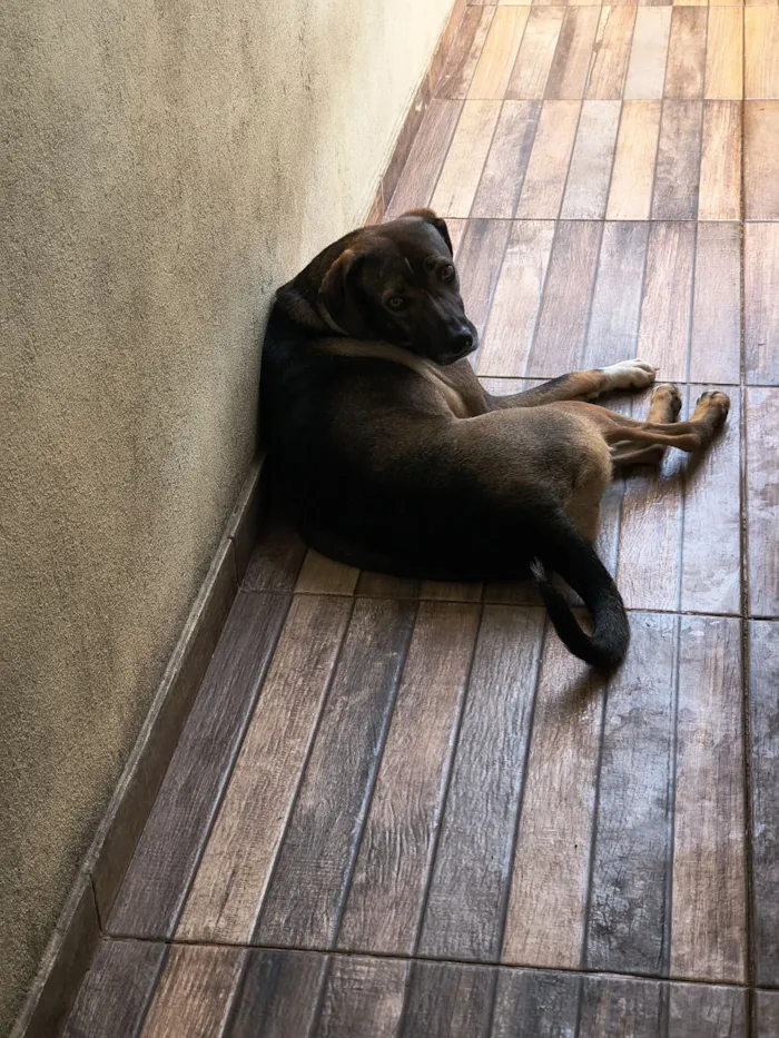 Cachorro raça SRD-ViraLata idade 2 anos nome Teresa 