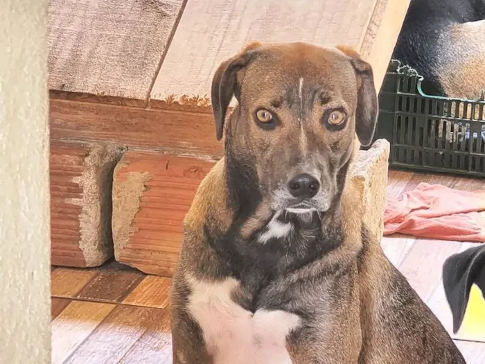 Cachorro raça SRD-ViraLata idade 2 anos nome Teresa 
