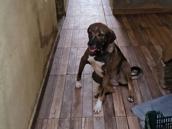 Cachorro raça SRD-ViraLata idade 2 anos nome Teresa 