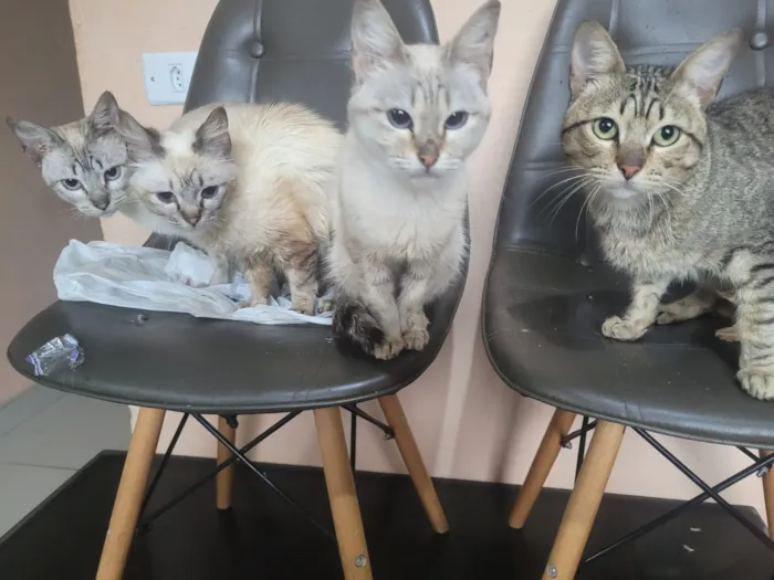 Gato raça SRD-ViraLata idade 2 a 6 meses nome Lily, Fred, Bernardo e tigrão 