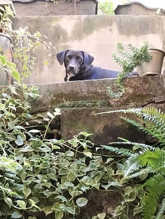 Cachorro raça SRD-ViraLata idade 2 anos nome Murilo 