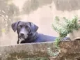 Murilo 