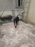 Murilo 