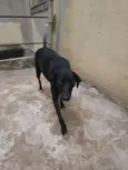 Murilo 