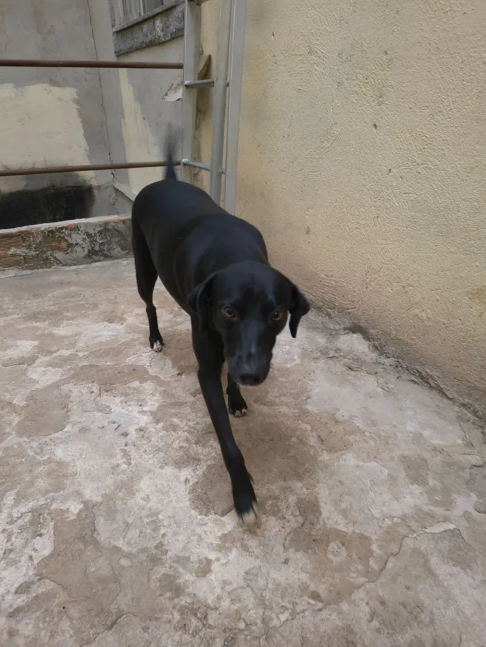 Cachorro raça SRD-ViraLata idade 2 anos nome Murilo 