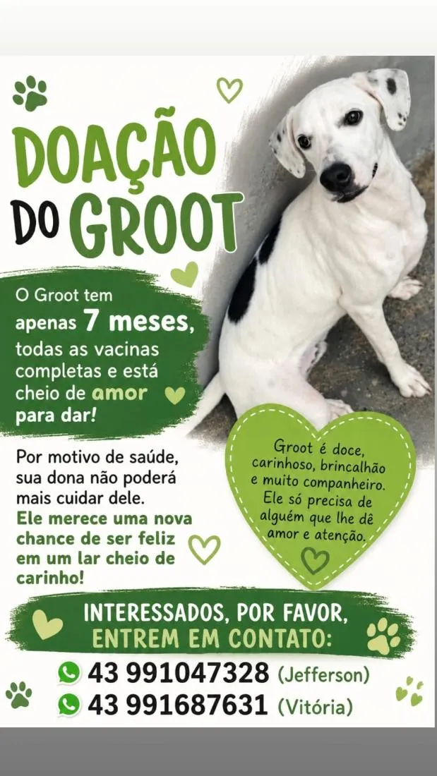 Cachorro raça SRD-ViraLata idade 7 a 11 meses nome Groot