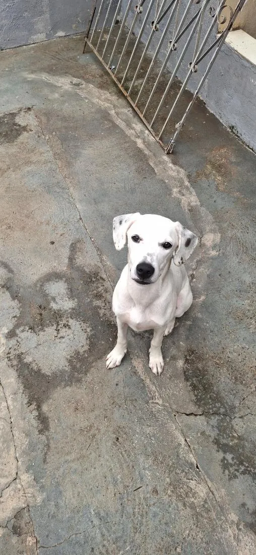 Cachorro raça SRD-ViraLata idade 7 a 11 meses nome Groot