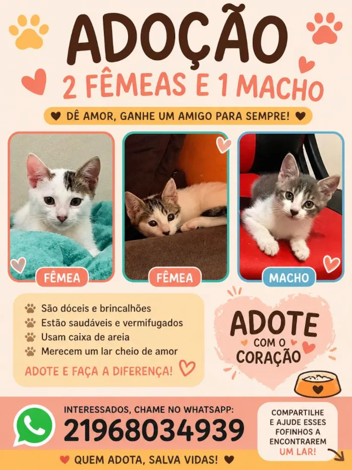 Gato raça SRD-ViraLata idade 2 a 6 meses nome Jade e Rubi