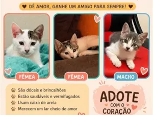 Gato raça SRD-ViraLata idade 2 a 6 meses nome Jade e Rubi