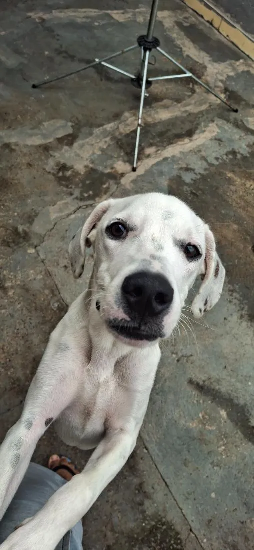 Cachorro raça SRD-ViraLata idade 7 a 11 meses nome Groot