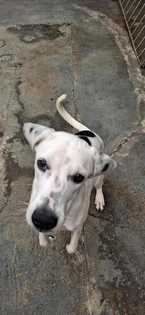 Cachorro raça SRD-ViraLata idade 7 a 11 meses nome Groot