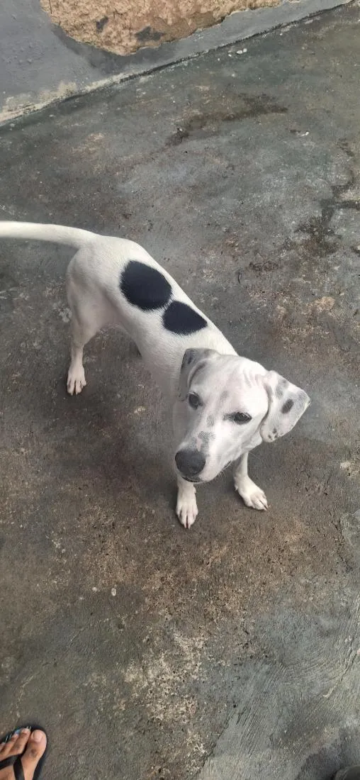 Cachorro raça SRD-ViraLata idade 7 a 11 meses nome Groot