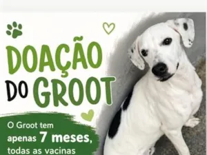 Cachorro raça SRD-ViraLata idade 7 a 11 meses nome Groot