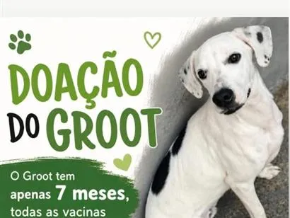 Cachorro raça SRD-ViraLata idade 7 a 11 meses nome Groot