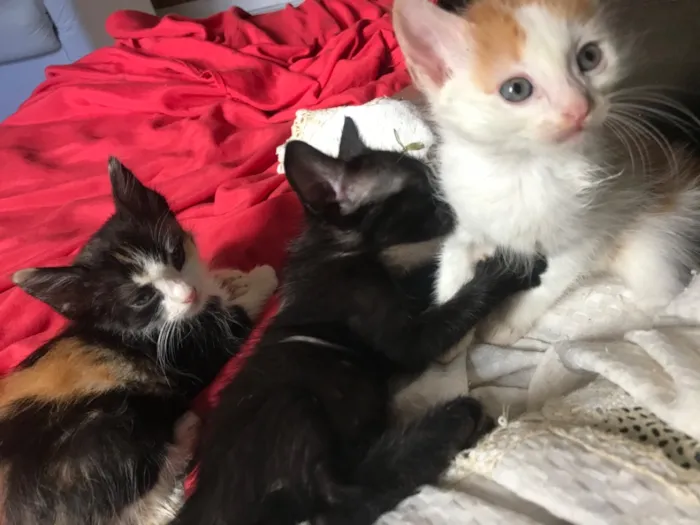 Gato raça SRD-ViraLata idade 2 a 6 meses nome Foram abandonados 