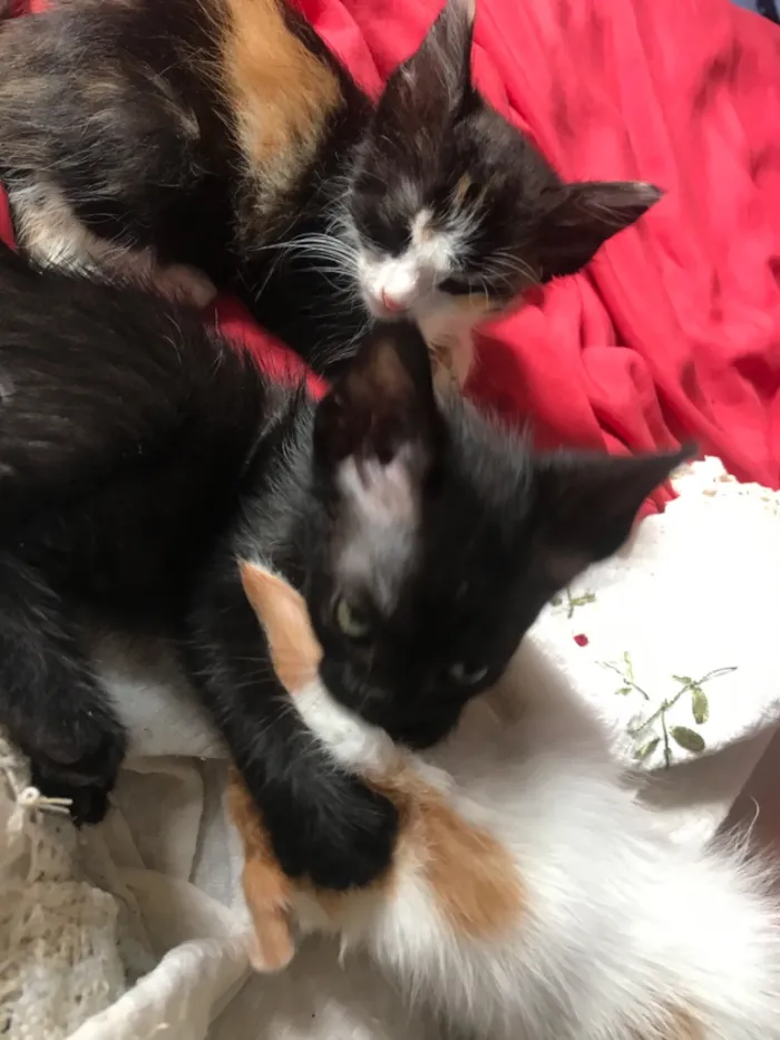Gato raça SRD-ViraLata idade 2 a 6 meses nome Foram abandonados 