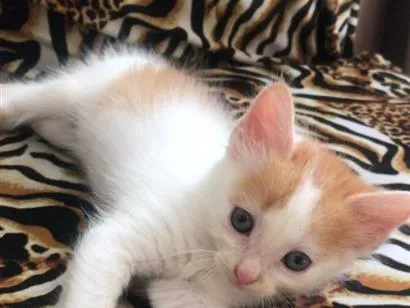 Gato raça SRD-ViraLata idade 2 a 6 meses nome Foram abandonados 