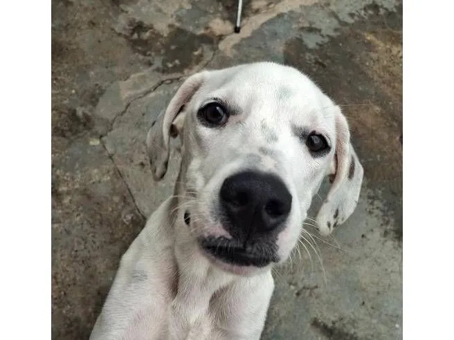 Cachorro raça SRD-ViraLata idade 7 a 11 meses nome Groot