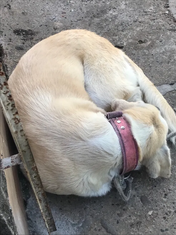 Cachorro raça Labrador idade 2 a 6 meses nome Luz