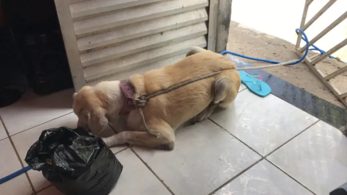 Cachorro raça Labrador idade 2 a 6 meses nome Luz