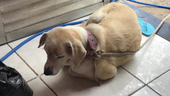 Cachorro raça Labrador idade 2 a 6 meses nome Luz