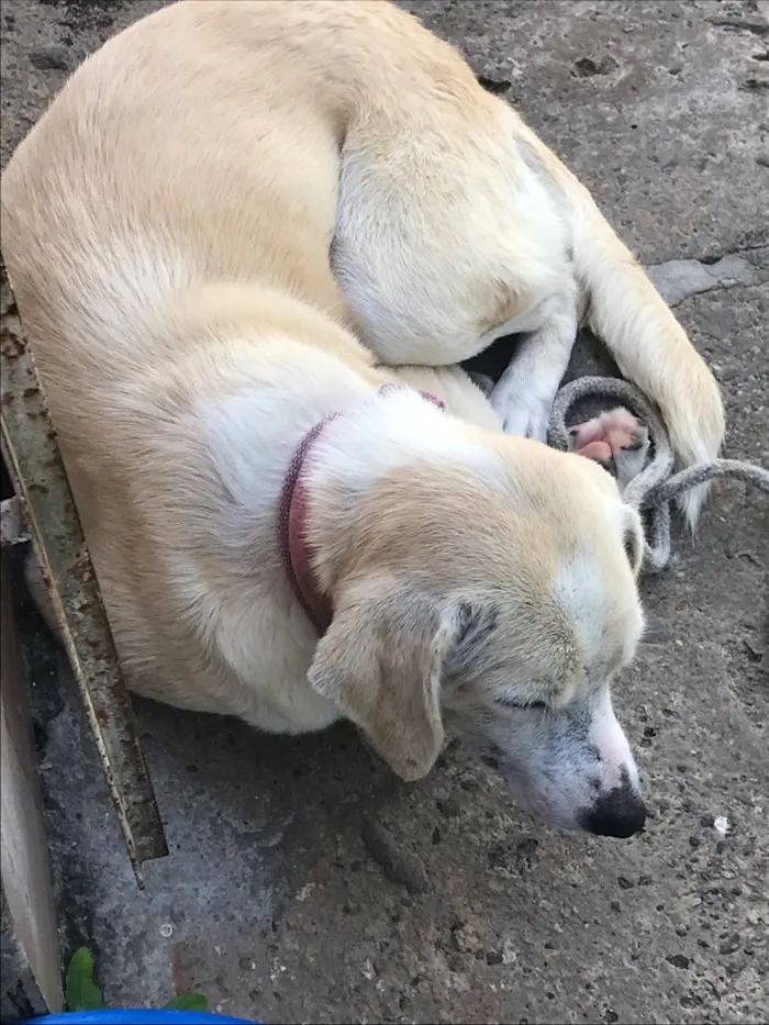 Cachorro raça Labrador idade 2 a 6 meses nome Luz