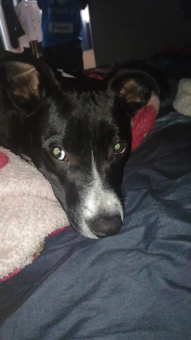 Cachorro raça SRD-ViraLata idade 1 ano nome revoada 