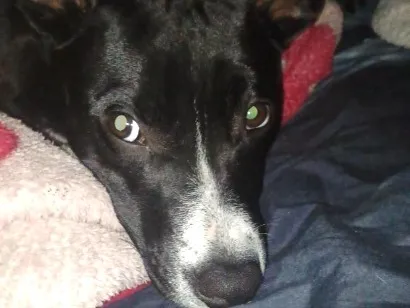 Cachorro raça SRD-ViraLata idade 1 ano nome revoada 