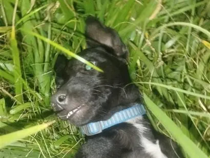 Cachorro raça SRD-ViraLata idade 2 a 6 meses nome Zeus