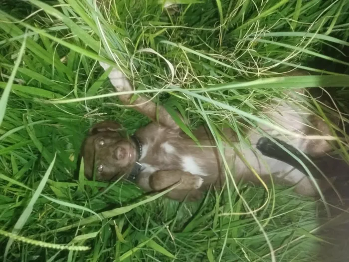 Cachorro raça SRD-ViraLata idade 2 a 6 meses nome Thor