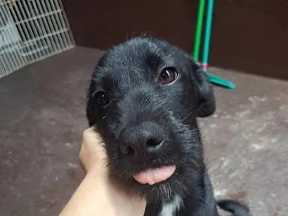Cachorro raça SRD-ViraLata idade 7 a 11 meses nome Mila