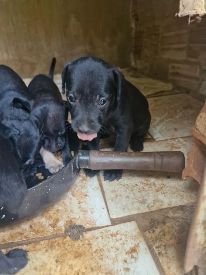 Cachorro raça SRD-ViraLata idade Abaixo de 2 meses nome sem nomes