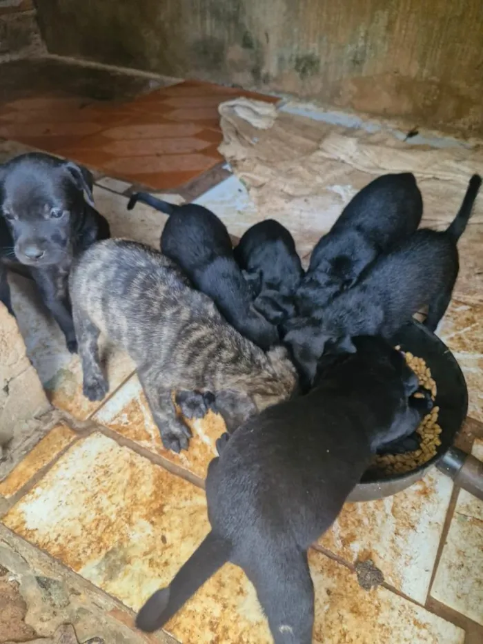 Cachorro raça SRD-ViraLata idade Abaixo de 2 meses nome sem nomes