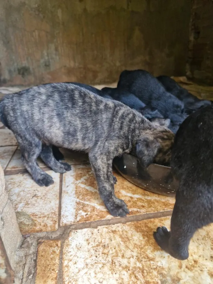 Cachorro raça SRD-ViraLata idade Abaixo de 2 meses nome sem nomes