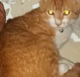 Tigrinho