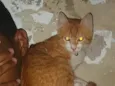 Tigrinho