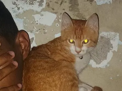 Gato raça SRD-ViraLata idade 1 ano nome Tigrinho
