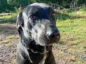 Cachorro raça SRD-ViraLata idade  nome THOR