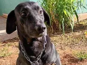 Cachorro raça SRD-ViraLata idade  nome FRED