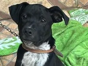 Cachorro raça SRD-ViraLata idade 2 a 6 meses nome Billy