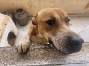 Cachorro raça SRD-ViraLata idade 2 a 6 meses nome Greg