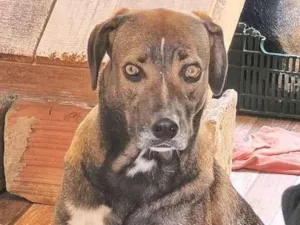 Cachorro raça SRD-ViraLata idade 2 anos nome Teresa 