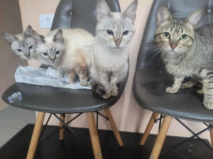 Gato raça SRD-ViraLata idade 2 a 6 meses nome Lily, Fred, Bernardo e tigrão 